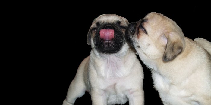 1920x1080 Pug wallpaper, Pug puppies