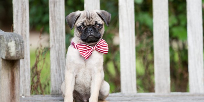 1920x1280 My Pugs - Lovely Puppy & Dog HD