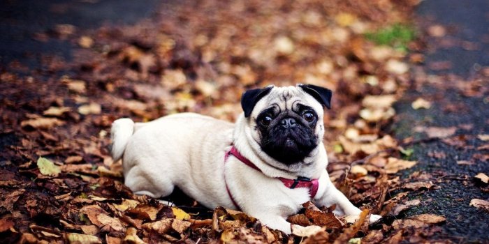 1920x1080 Pug Dog Wallpaper (77+ pictures)