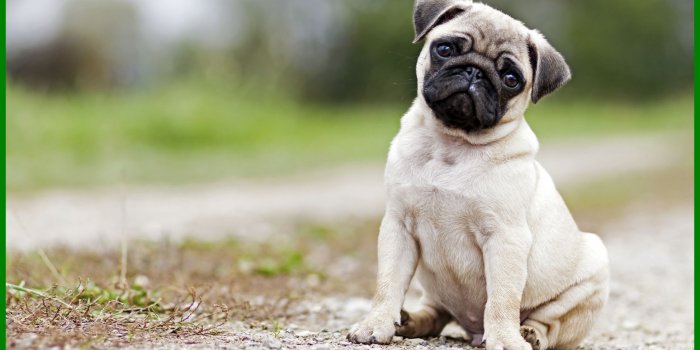1952x1232 Pug Puppies Wallpapers - Top Free Pug