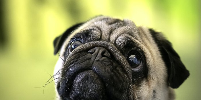 1000x1294 750+ Pug Dog Pictures | Download Free