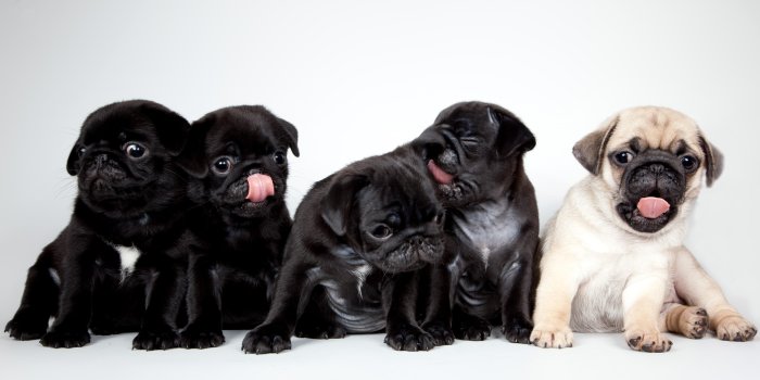 3700x2055 792532 Dogs, Puppy, Pug, Black - Rare