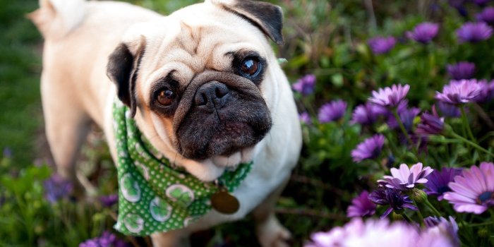1920x1080 Pug Puppies Wallpaper (61+ images)