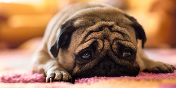 1920x1080 110+ Pug HD Wallpapers and Backgrounds
