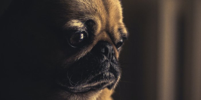2732x2732 Fawn Pug Wallpaper 4K, Pet dog, Canine
