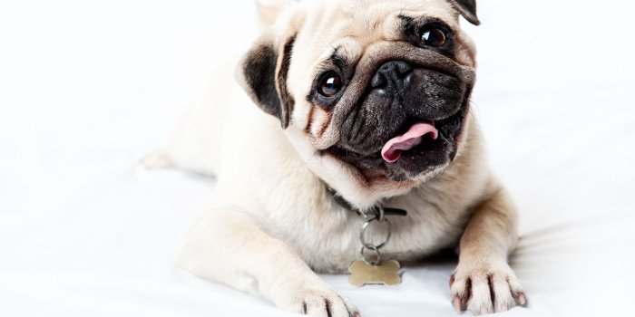 1920x1080 Desktop Wallpaper Happy Pug Dog, Hd
