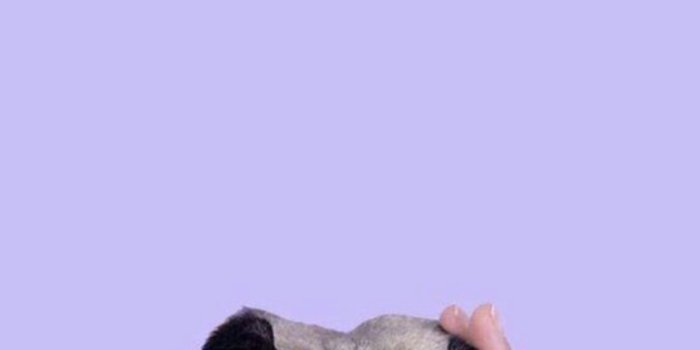 1080x1920 Pug Wallpapers - Top 30 Best Pug