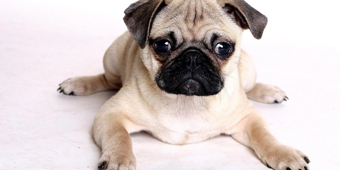 2560x1600 Free Desktop Pug Wallpapers