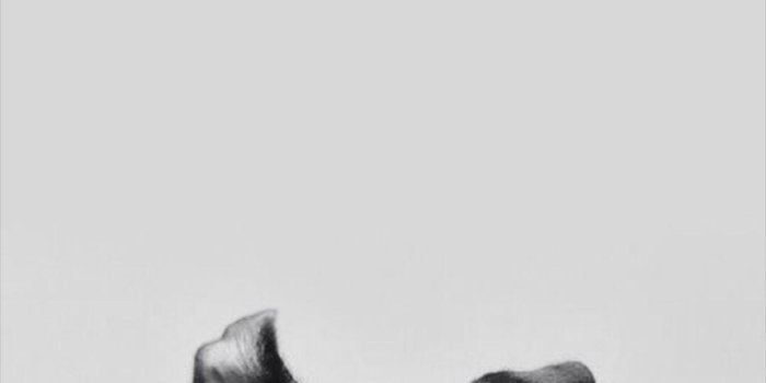 1080x1920 Pug iPhone 7 Wallpaper | iDrop News