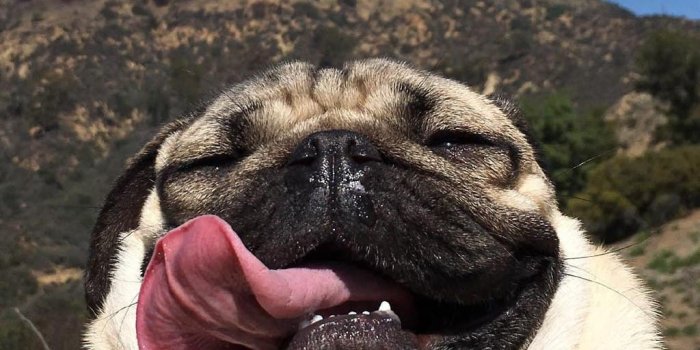 1024x1280 Funny pug dog Wallpapers Download | MobCup