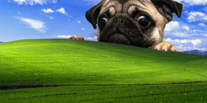 1919x1199 Fawn Pug And Microsoft Windows Field