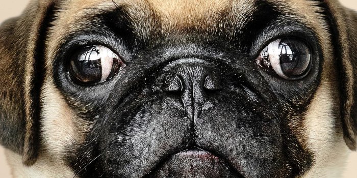 1242x2208 oc05-animal-dog-pug-cute-nature-wallpaper