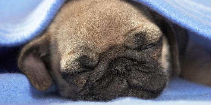 1920x1080 Pug Puppy wallpaper - Animal wallpapers