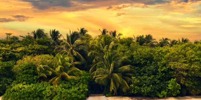 1080x1920 Exotic Island Forest Summer Vacation