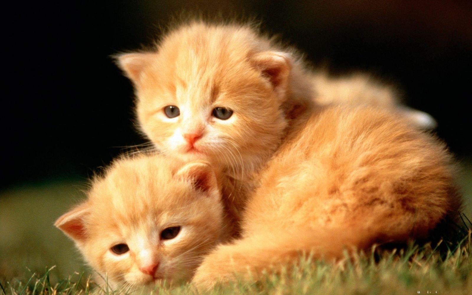 1920x1200 Cute Baby Animal Wallpapers