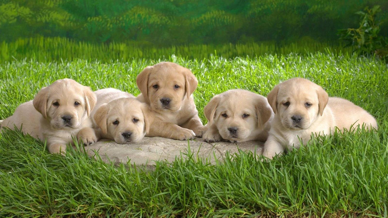 1920x1080 Download Baby Animal Puppies On The Field Wallpaper | Wallpapers.com