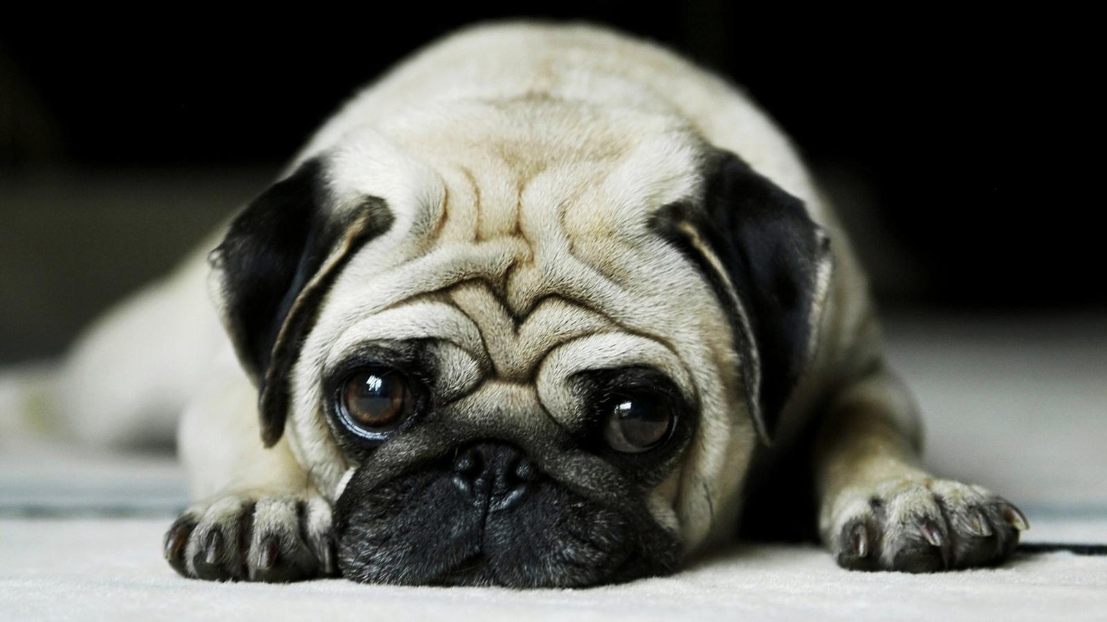 2560x1440 Cute Baby Animals Wallpapers (61+ images)