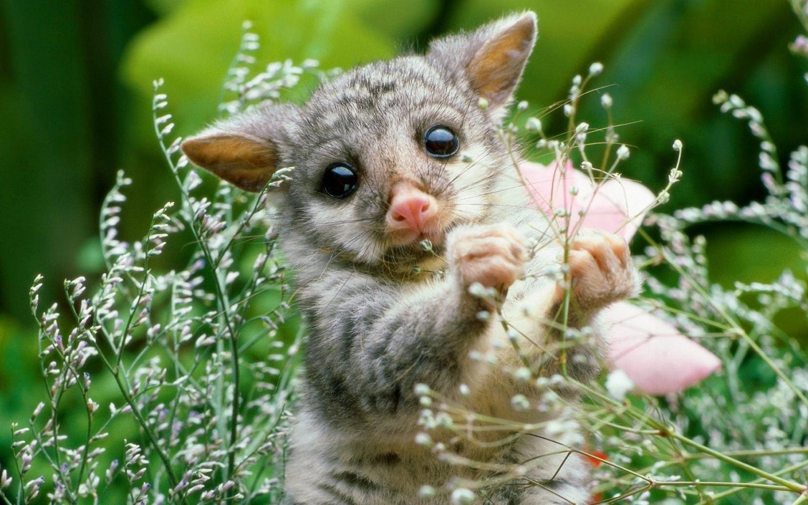 1920x1200 Cute Baby Animal Wallpapers (64+ pictures)