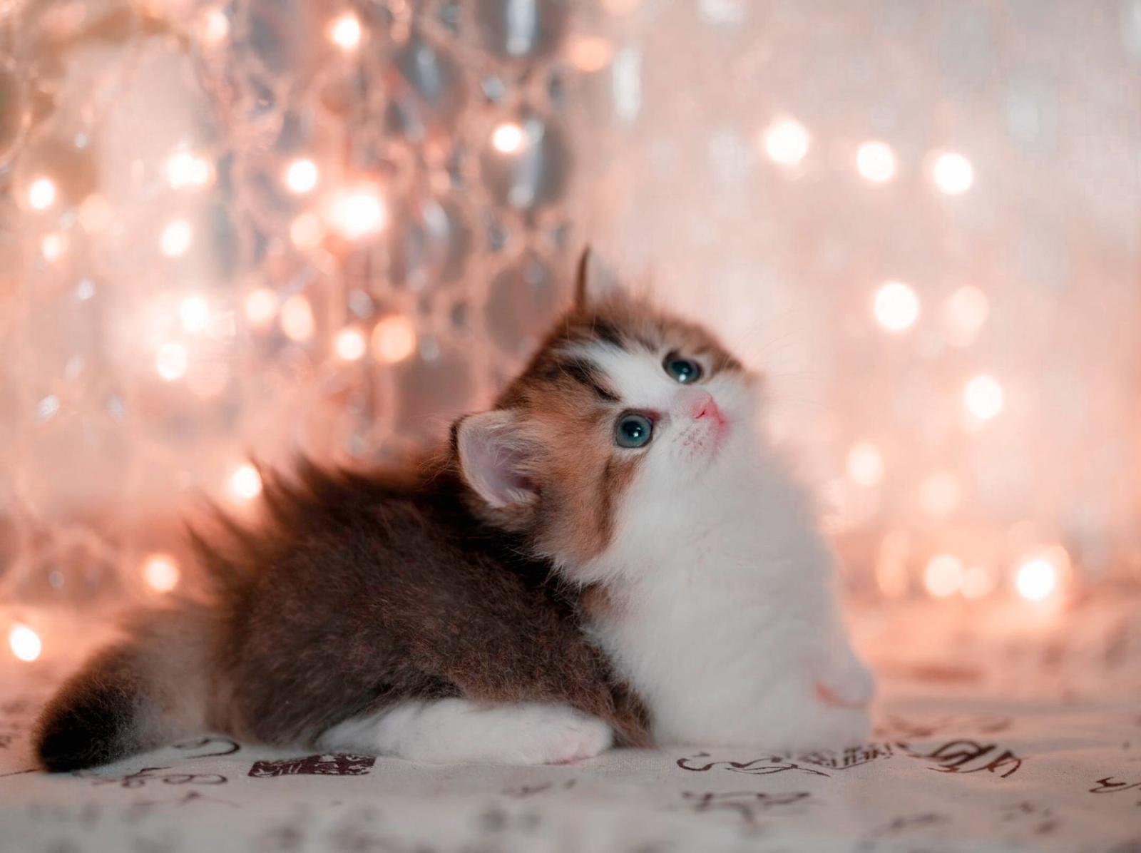 2000x1495 25220 Cat HD, Baby Animal, Kitten - Rare Gallery HD Wallpapers