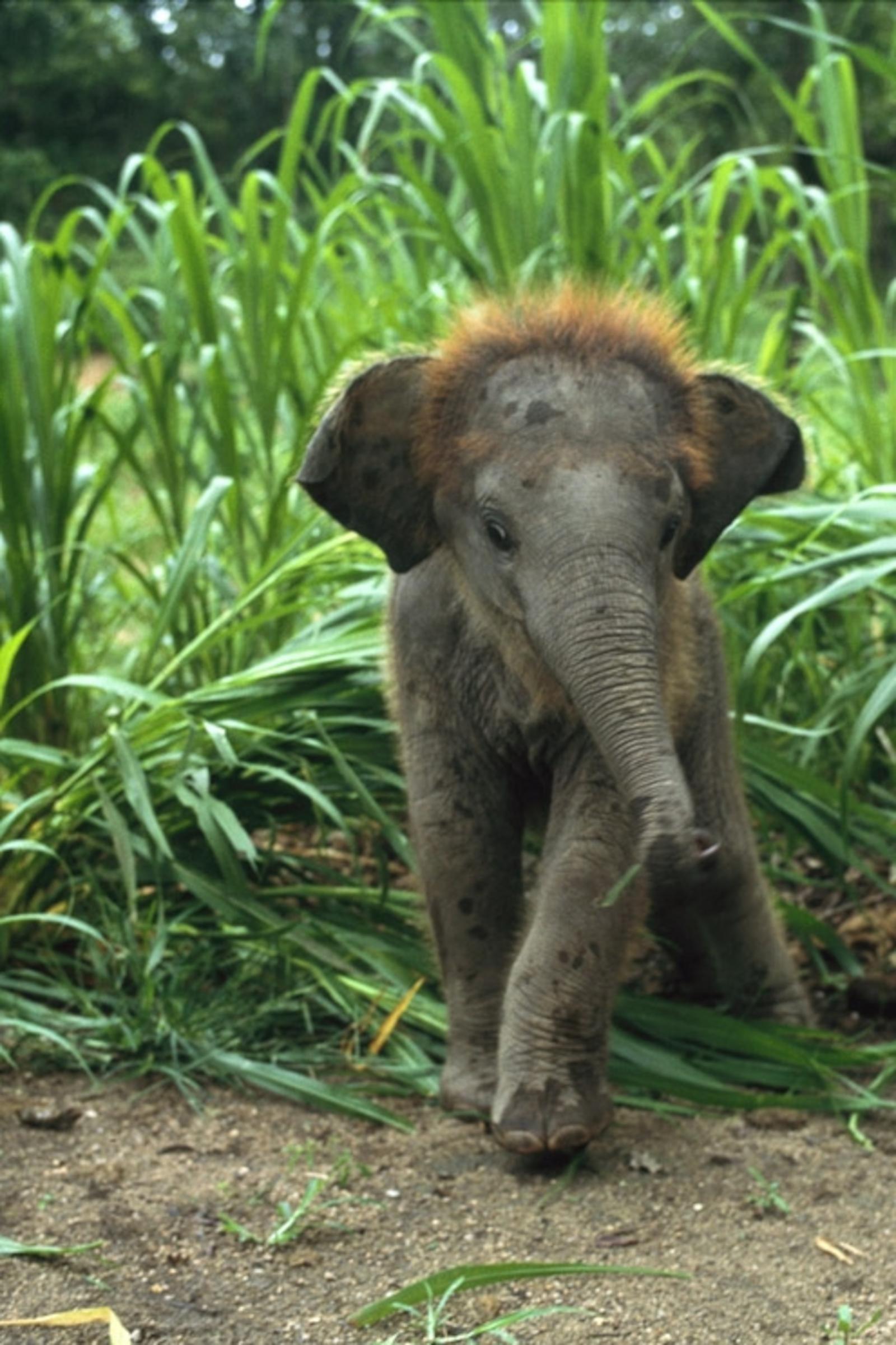 2047x3072 Baby Animal Pictures - Animal Wallpapers - National Geographic