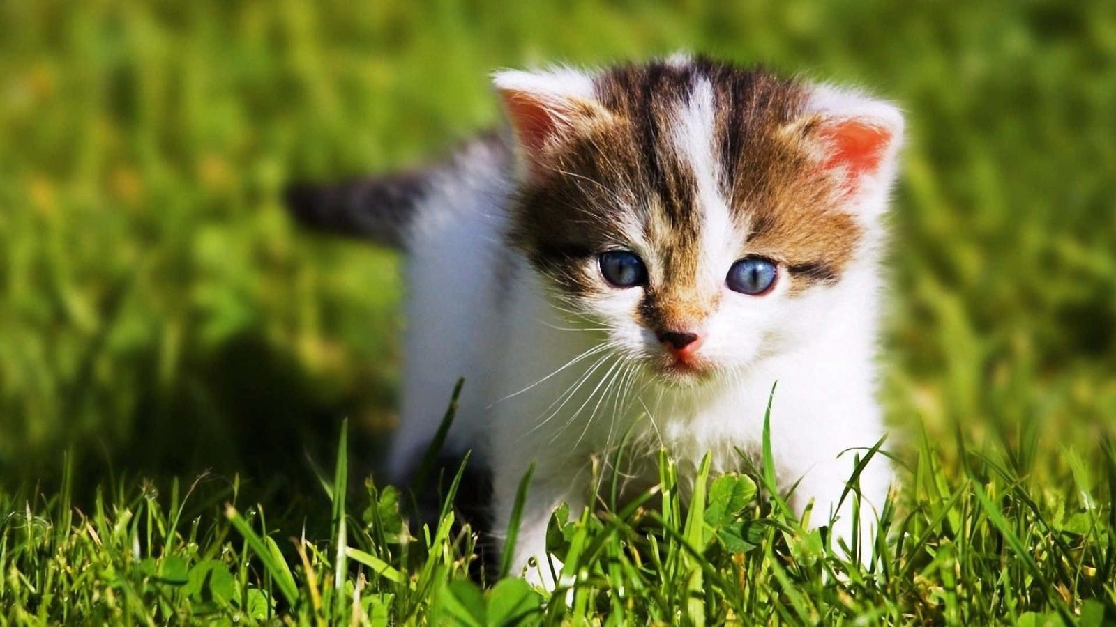 1920x1080 Download Adorable Baby Animals | Wallpapers.com