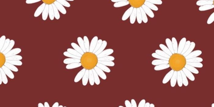 720x1480 Pieceminusone Maroon Wallpaper | Purple wallpaper, Wallpaper, Red daisy