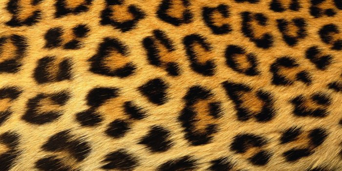 1920x1200 100+] Cheetah Print Wallpapers | Wallpapers.com