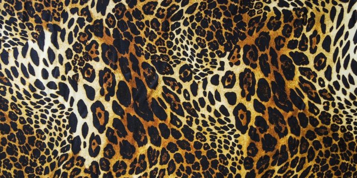 1920x1080 Pictures of Cheetah Print Wallpaper (55+ pictures)