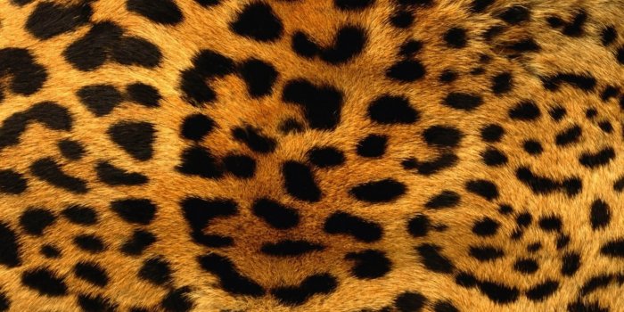 1920x1170 200+] Leopard Print Wallpapers | Wallpapers.com