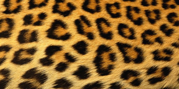 1440x900 49+] Leopard Print Wallpaper - WallpaperSafari