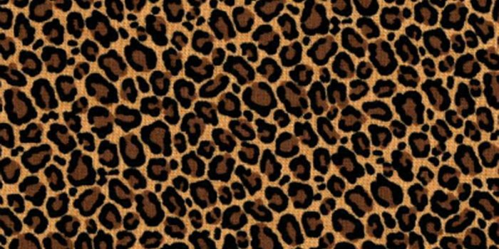 1500x1250 Leopard Skin Wallpapers