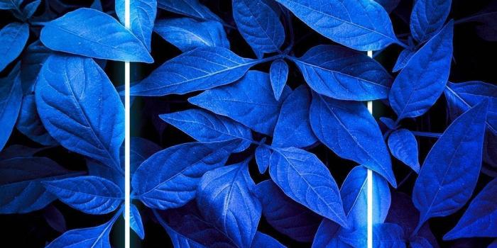 1080x1920 Download Plants Neon Blue iPhone Wallpaper | Wallpapers.com