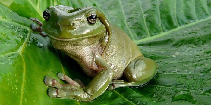 1280x960 Free download Cute Frog Wallpapers [1280x960] for your Desktop, Mobile &  Tablet | Explore 72+ Cute Frog Wallpaper | Frog Backgrounds, Frog Wallpaper,  Cute Frog Backgrounds