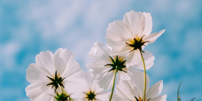 1000x1500 100+ White Flower Pictures | Download Free Images on Unsplash