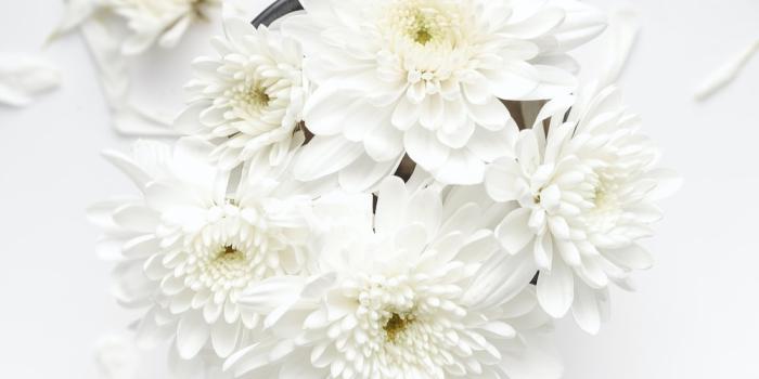 1000x1379 100+ White Flower Pictures | Download Free Images on Unsplash