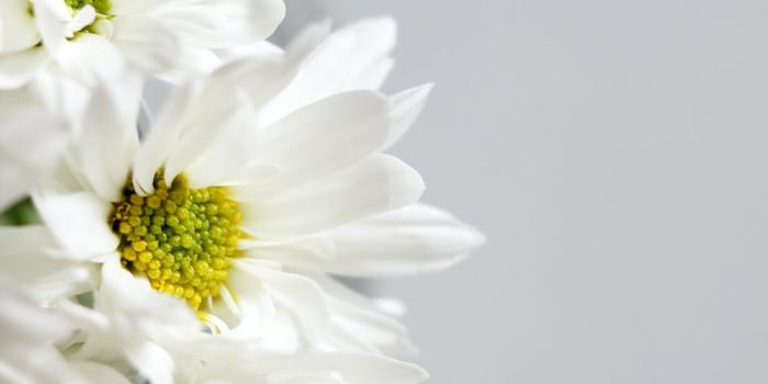 1000x1500 100+ White Flower Pictures | Download Free Images on Unsplash
