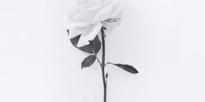 735x1308 White Rose Wallpaper | White wallpaper for iphone, White roses wallpaper, White  flower wallpaper