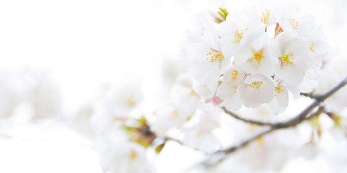 1920x1200 White Flower Desktop Wallpapers - Top Free White Flower Desktop Backgrounds  - WallpaperAccess