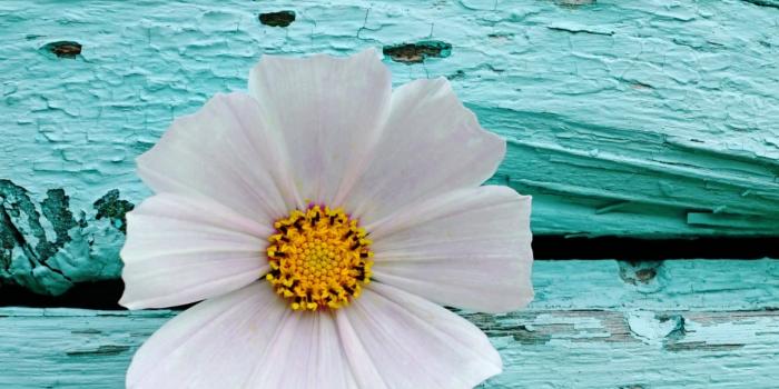 1284x2778 White flower Wallpaper 4K, Wooden background, Teal, #2663