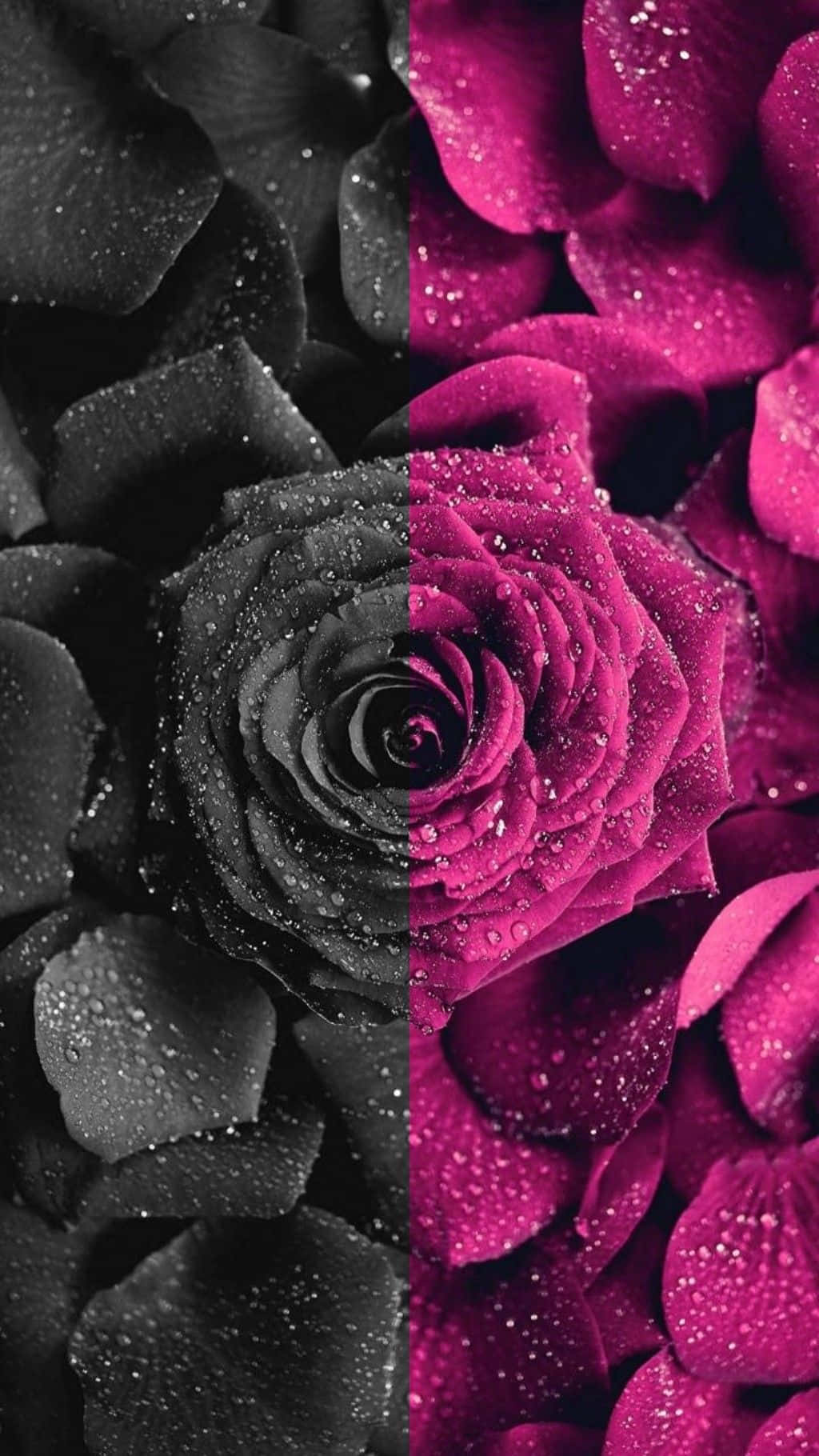 1024x1820 Download Luxurious, Bold and Bright Dark Pink Wallpaper | Wallpapers.com