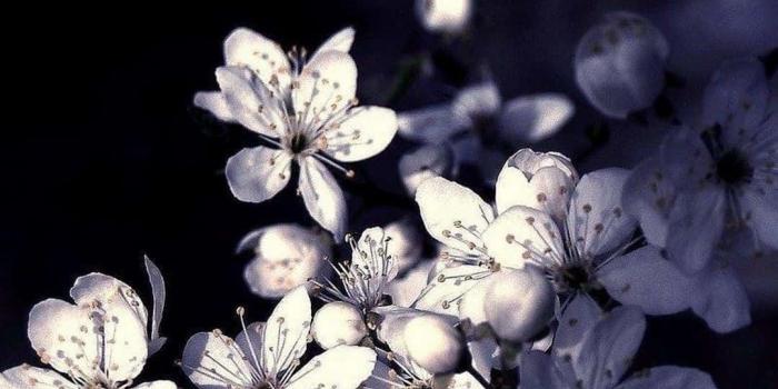 1080x1920 Download Closeup photo of a beautiful black and white flower. Wallpaper |  Wallpapers.com