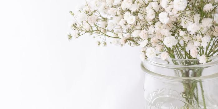 1000x1500 100+ White Flower Pictures | Download Free Images on Unsplash