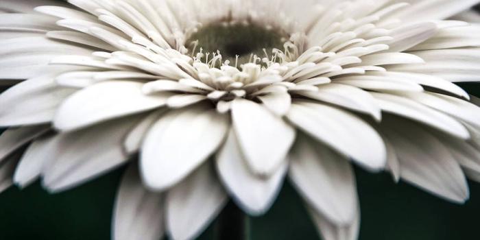 887x1920 100+] White Flower Iphone Wallpapers | Wallpapers.com