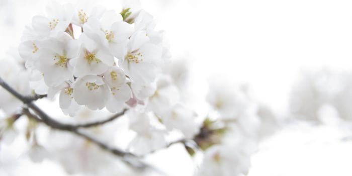 1920x1080 23+] White Floral Desktop Wallpapers - WallpaperSafari