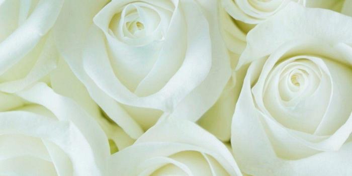 1080x1920 White Flower Android Mobile Wallpapers