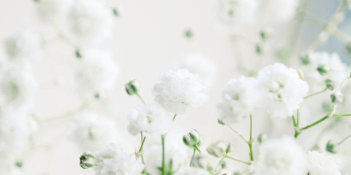 1284x2778 white flowers in macro lens iPhone Wallpapers Free Download
