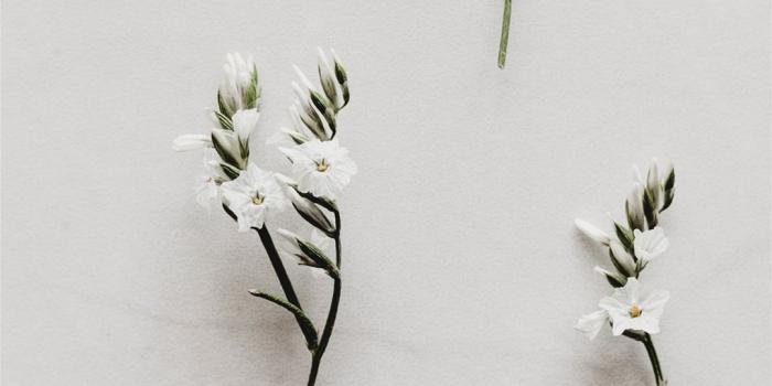 1080x2340 white flower decor lot iPhone Wallpapers Free Download