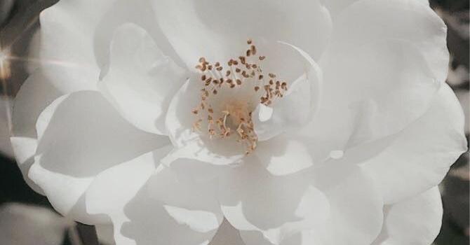 670x1267 white flower aesthetic | White flower wallpaper, Flower aesthetic, White  flowers