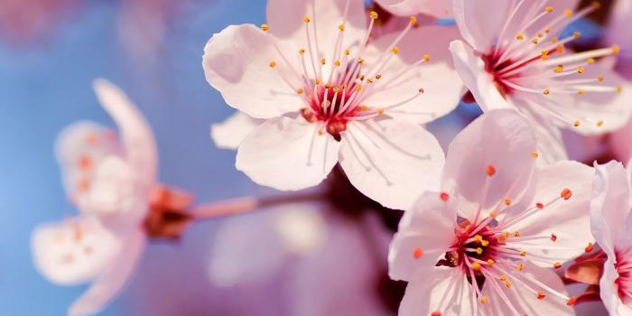 1080x1920 336137 White Flower, Nature HD - Rare Gallery HD Wallpapers