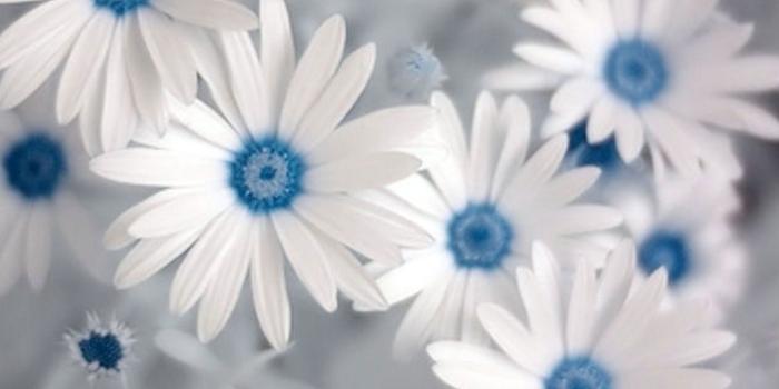 1366x768 38+] Blue and White Floral Wallpaper - WallpaperSafari